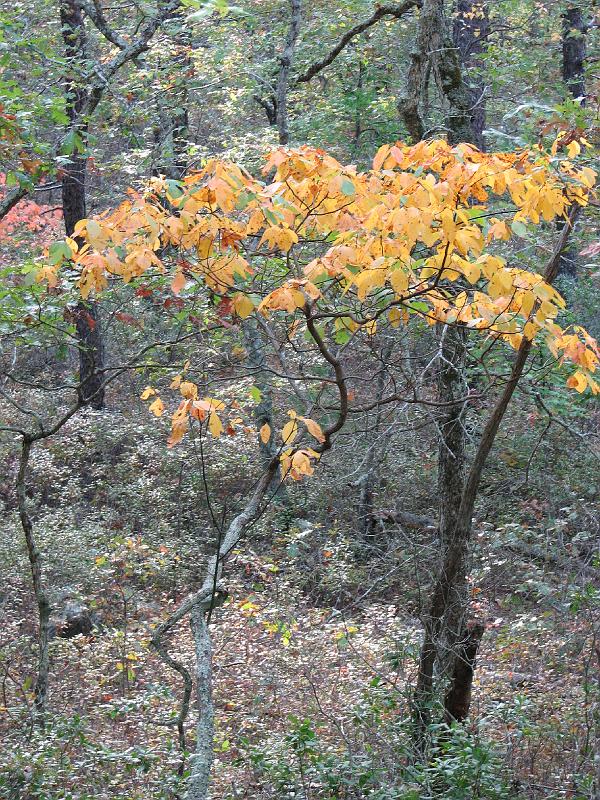 2008-10-08_Francis_Carter_Preserve 018.jpg